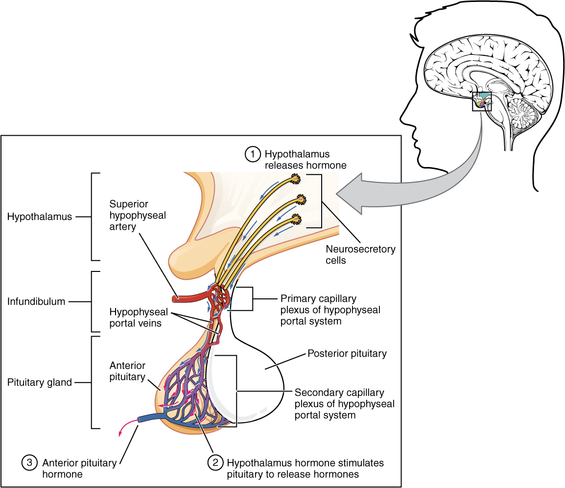 anterior pituitary