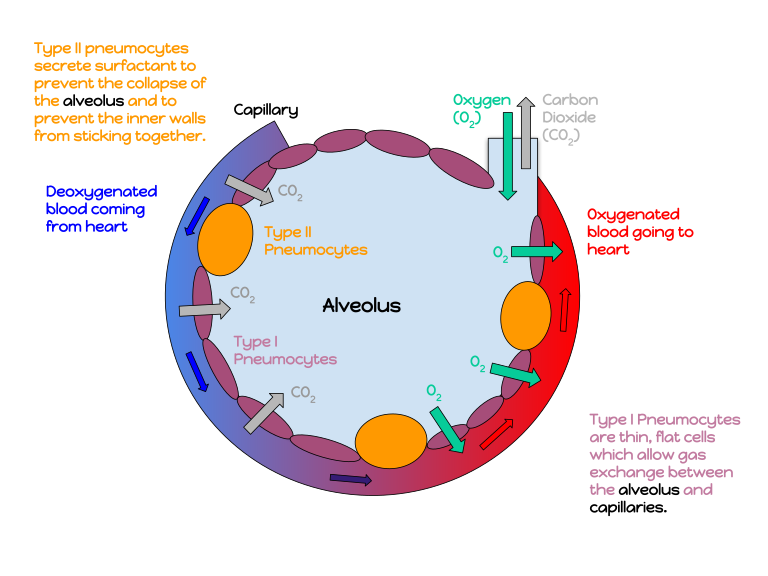 An annotated diagram of an alveolus