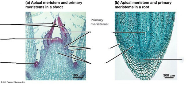 meristematic tissue
