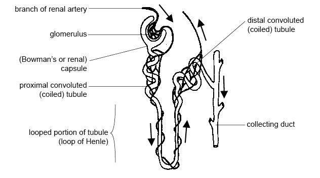 Anatomy and physiology of animals Kidney tubule or nephron