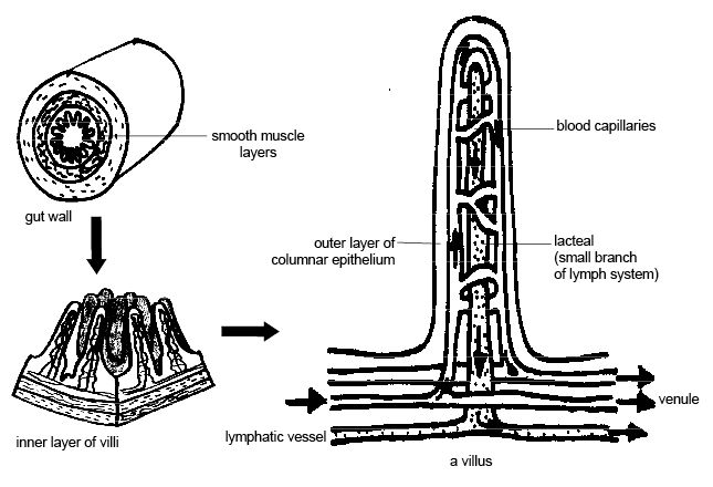 Anatomy and physiology of animals Wall of small intestine showing villi