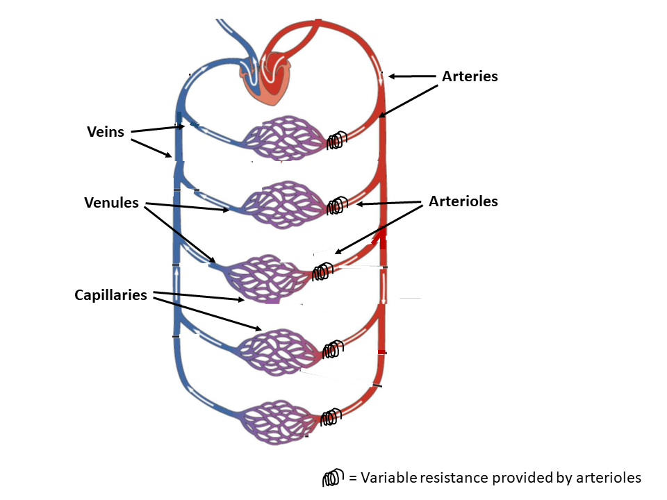 Circulation diagram labeling the different types of blood vessels