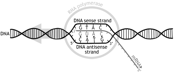 DNA stranscription