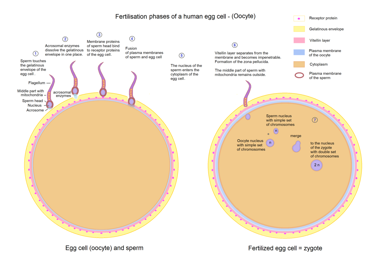 Egg cell fertilization - Zygote