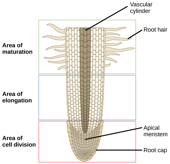 root structure