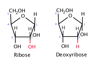 The difference between ribose and deoxyribose